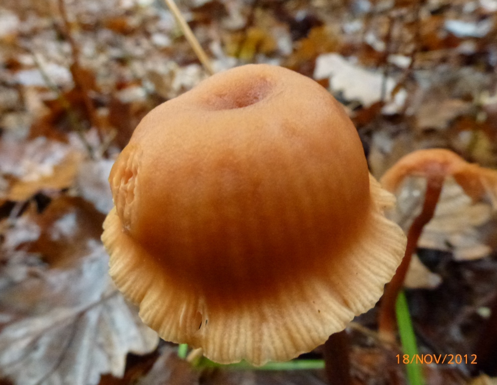 Lactaire laque facon charlotte